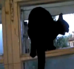 Gato latindo